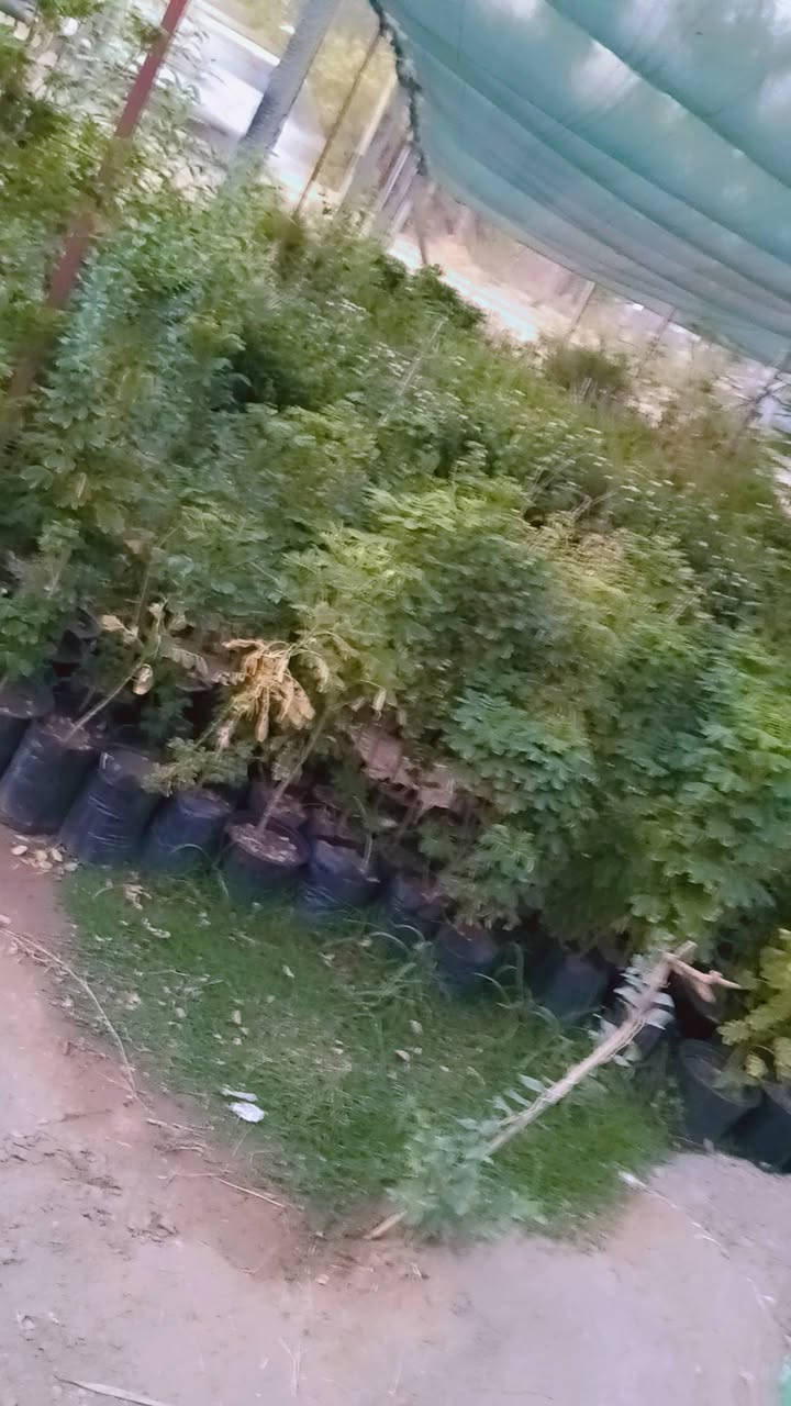 مساء الورد عليكم تحياتي للجميع 🌺

اليوم وصلت وجبه جديده جميع انواع الاشجار🌺

 اهلاً وسهلا  بيكم مشتل يم الامام بكر عليه السلام بابل

مشتل نور المرتضى👉👉

 رقم الهاتف بيه واتساب راسلوني وتداللون موجود توصيل 

 

***********
