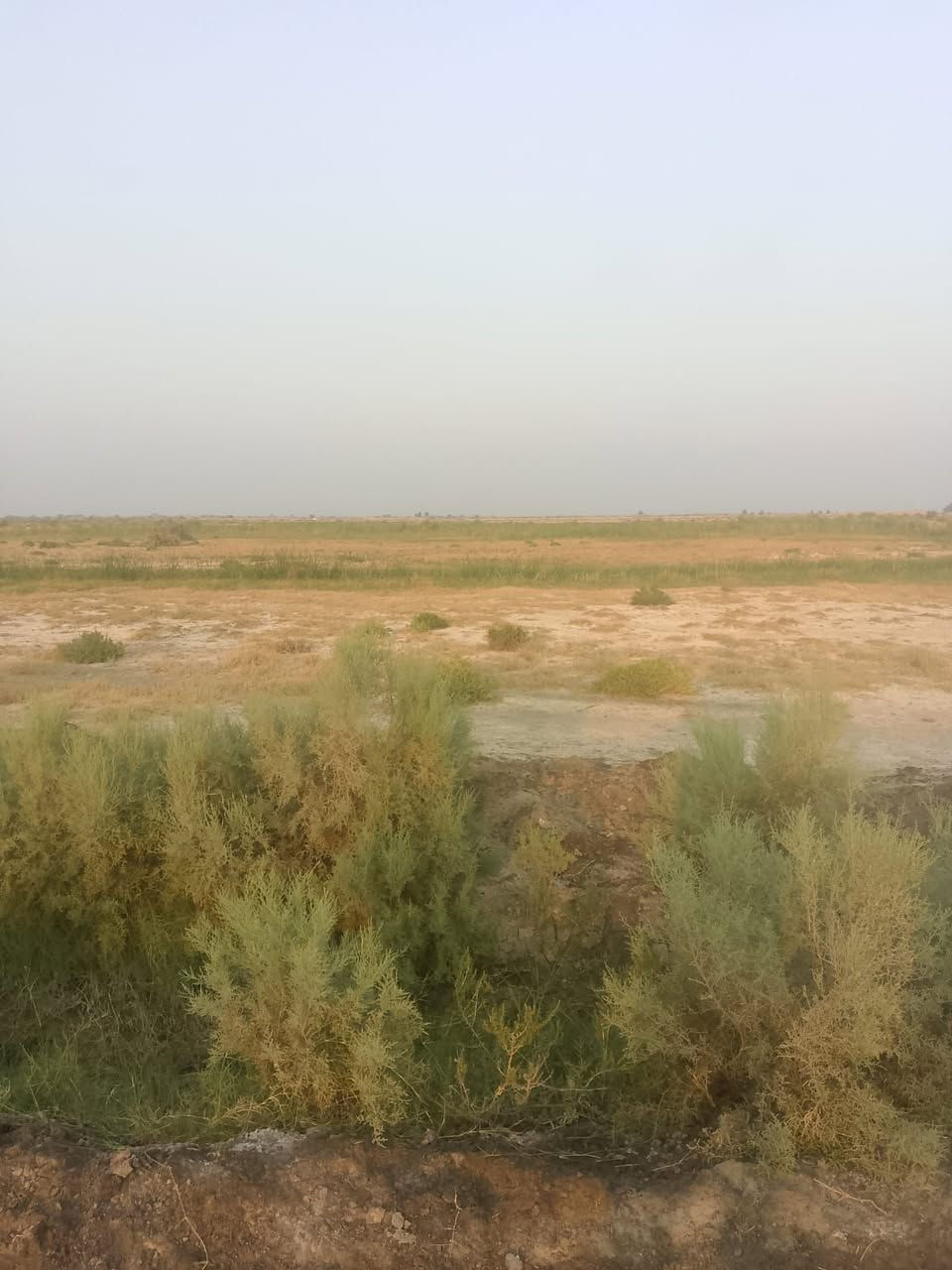 النصر • قرب آل كاظم • ٤٢ دونم