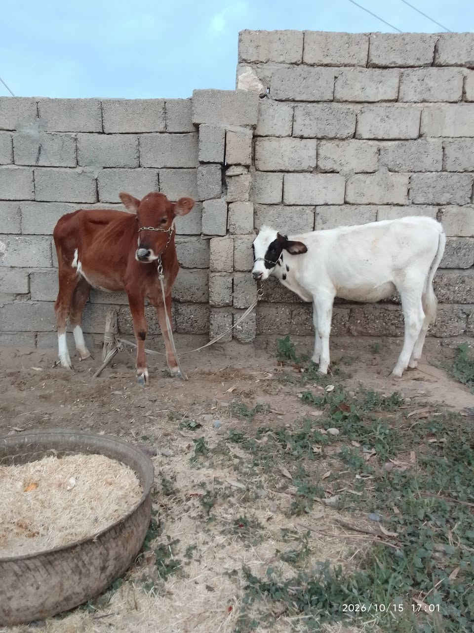 حوليات • درجة أولى • الشرقاط