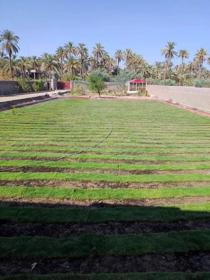 🌳 ثيل طبيعي من أجود الأنواع.. خضرة تدوم وأناقة تبهج! 🌳
مناسب للاستخدام في:
🏡 المنازل | 🌿 الحدائق | ⚽ الملاعب | 🏢 الدوائر | 🏗️ المشاريع الاستثمارية

🟢 أنواع متوفرة لدينا:
فرنسي – إيطالي – أمريكي – هندي – إسباني – إنكليزي
💚 نوعيات ممتازة بأسعار مناسبة جداً
📦 وقابل للتفاوض للكميات الكبيرة

✅ تجهيز كميات كبيرة للمشاتل والملاعب
✅ كادر متخصص بالزراعة والتركيب السليم
✅ نوصل لك لباب البيت، بأسرع وقت!

📞 للحجز أو الاستفسار تواصل معنا الآن

***********
#ثيل_طبيعي #خضرة_دائمة #زراعة_ثيل #ملاعب #مشاتل #أسعار_تنافسية
