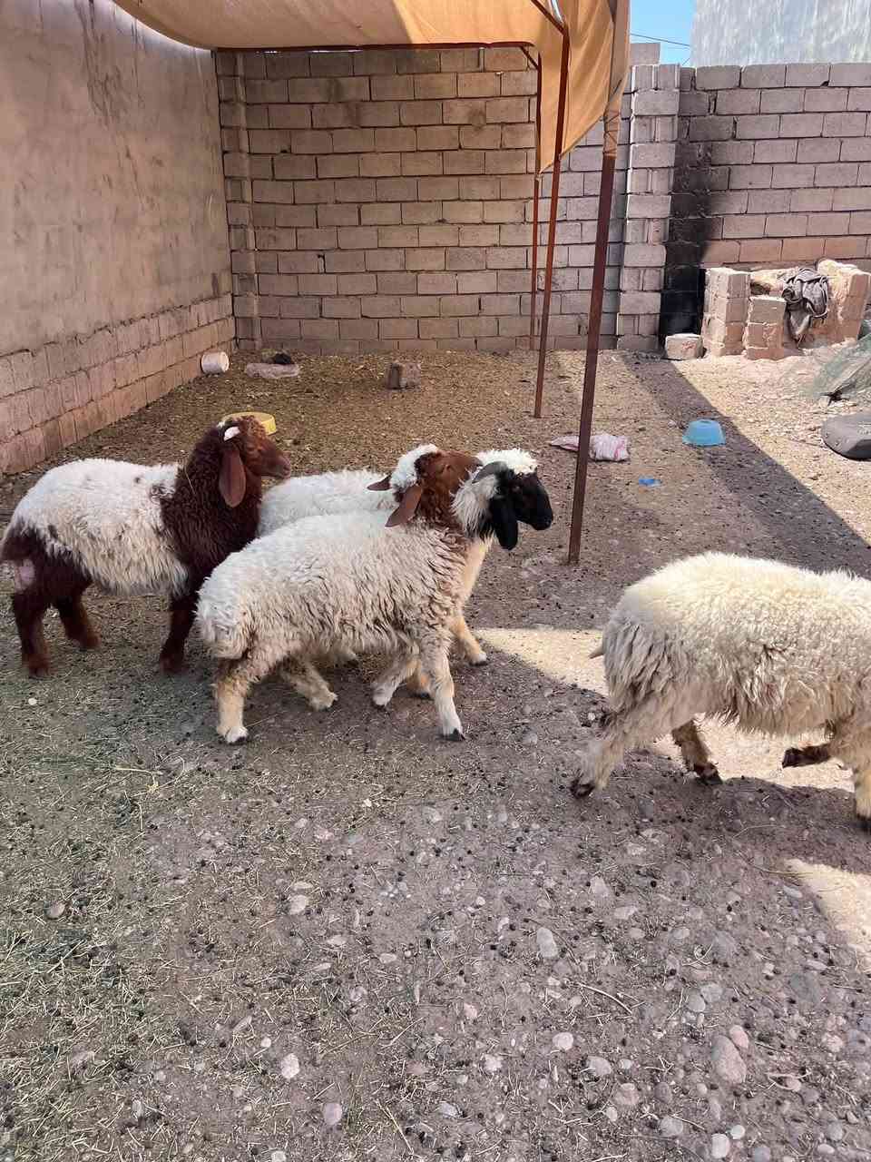 سلام عليكم طليان للبيع عدد4      3 فحل واحد نثيه  مكاني قرةتبه***********

