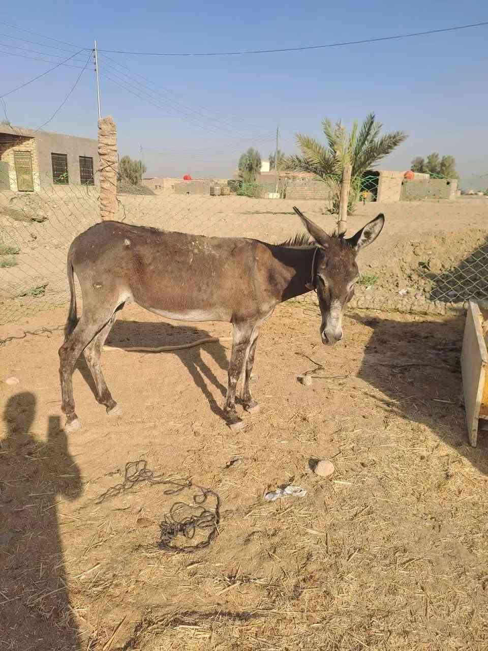 مطايه • مشتغلات • النهروان