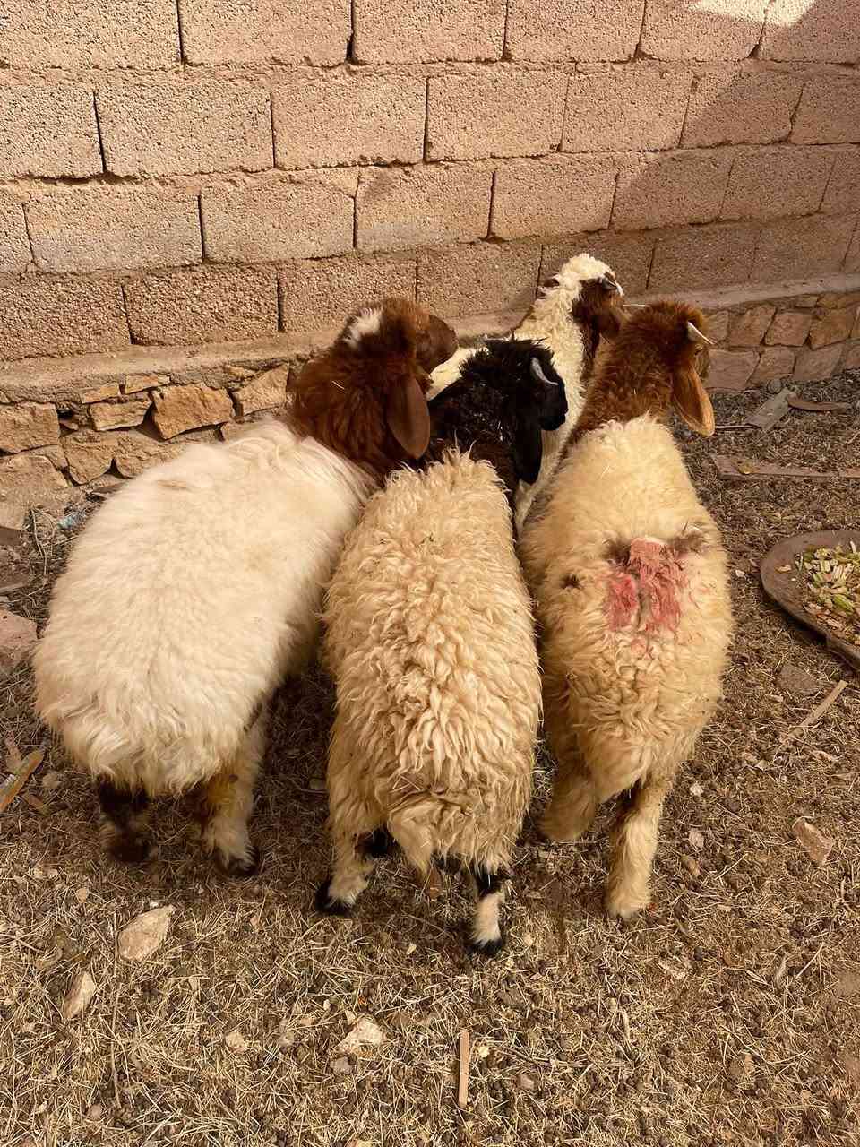 سلام عليكم
طليان العدد 3 وفطيمة وحده مالات ربط ناصحات ومعالفات سعرهن مليون و250 الف وبيهن مجال المكان قرية جريجب للتواصل 
***********
