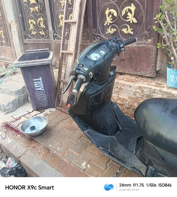 فراشة • فحل • النجف