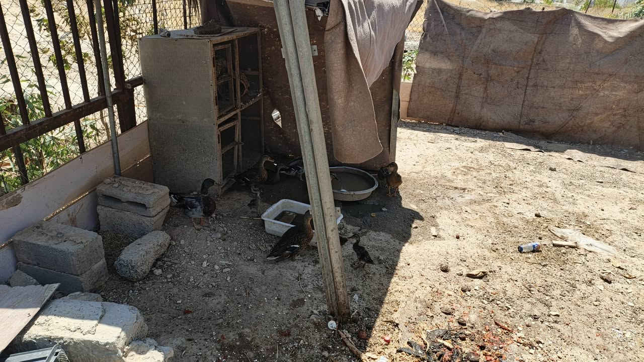 بط اخضيري للبيع سعر زوج ب35 جوه سوك عدد فحلين وربع نثايه وياهن اربع فراخ مكاني تكريت القادسيه ***********

