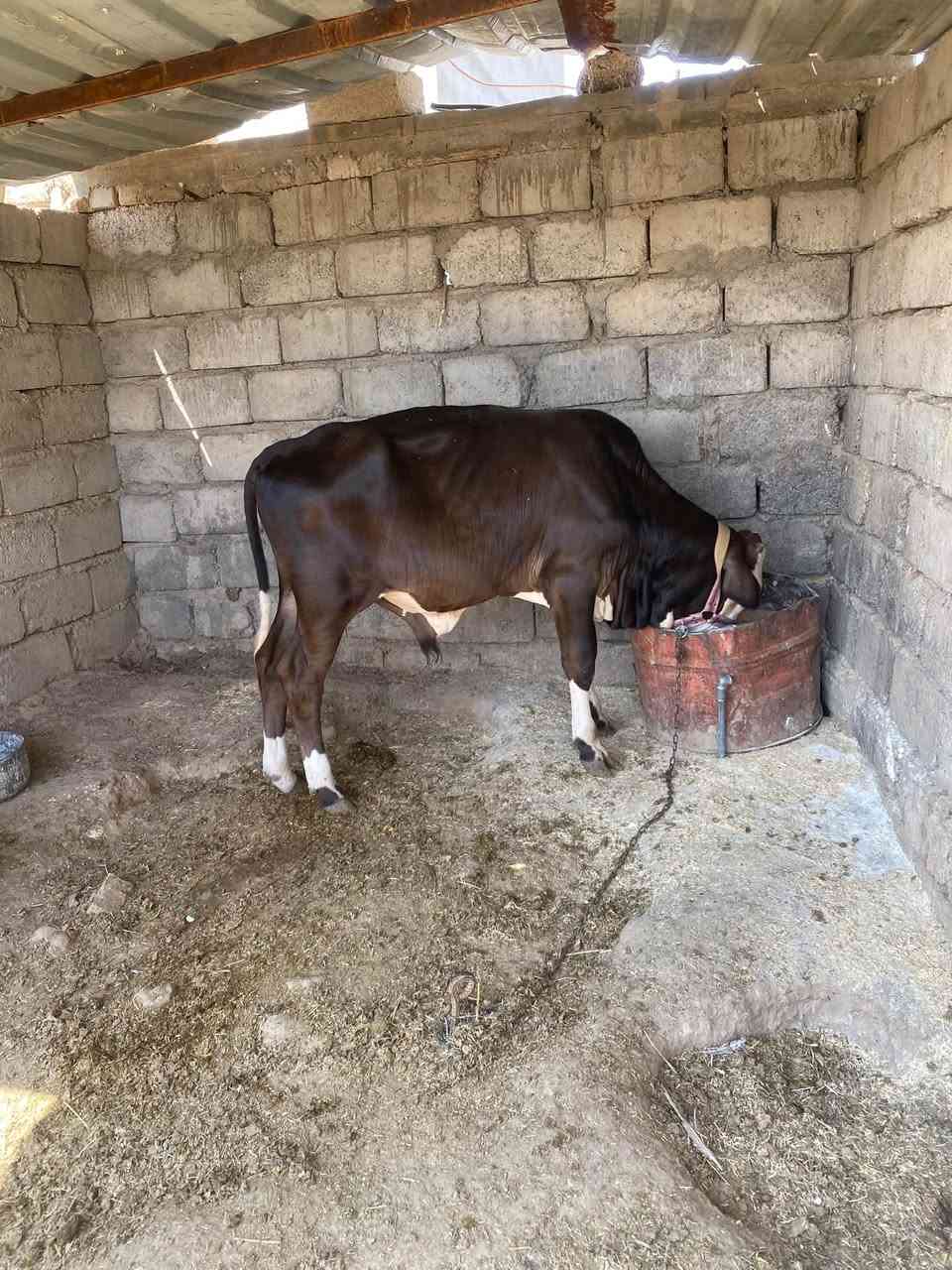 ربط خشن • للبيع