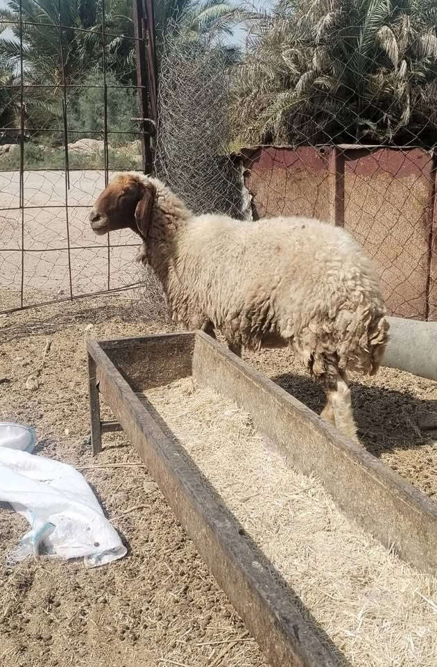 غنم مضاريع • ١٢رأس • ملقحات