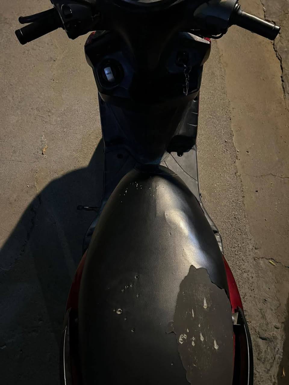سكنس فحل • ياباني • كرزي