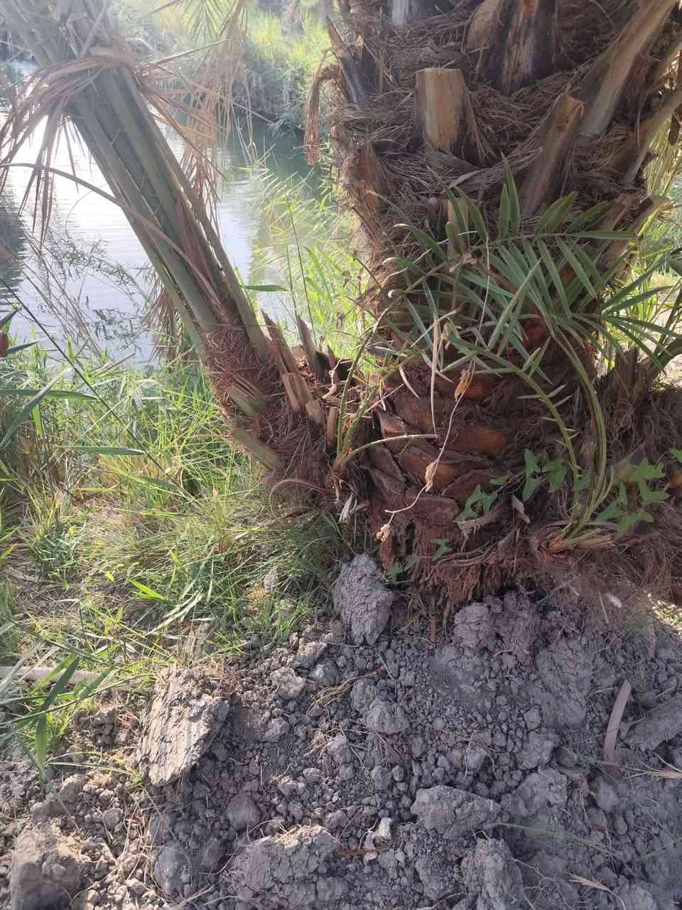 فسائل نخيل استعمران درجه اوله الحبه الكبيره 
سعر 10مع القلع  /بصره قضاء المدينه 
***********
