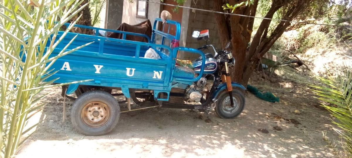 سلام عليكم ستوته لبيع دايون فحل  عشرين وراق مكفوله كفاله عامه المكان الفجر ***********
