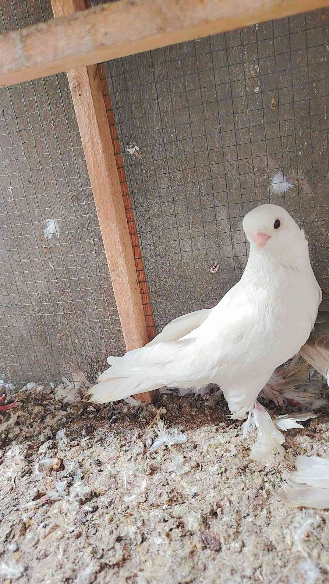 طير • نسل • نجف كوفه