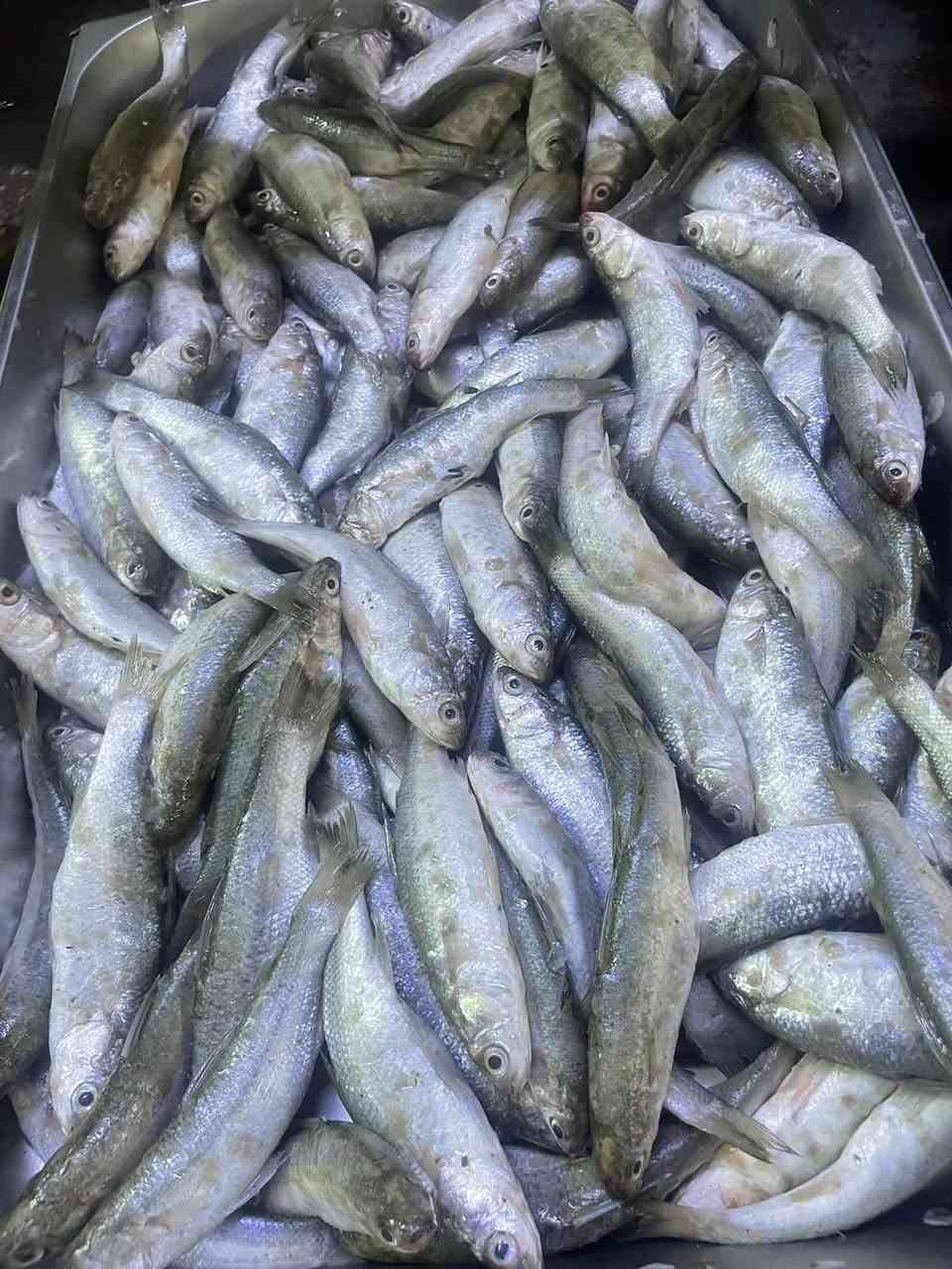 الثعالبة • الاثنين • ١٩/١٠