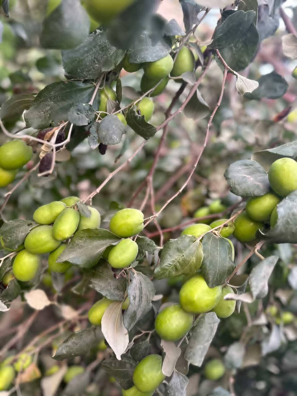 لبيع جميع انواع الأشجار والنبك وبأسعار مناسبه
العنوان.. طريق حله.. نجف الرارنجيه قرب مرقد النبي أيوب ع
للاتصال ***********
