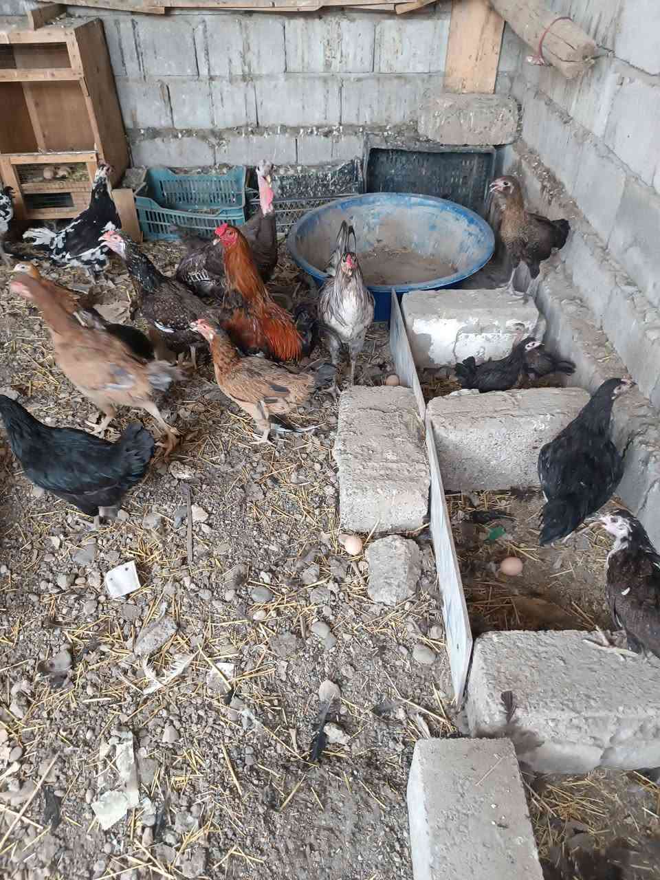 متاح دجاج بياض مع ديجين مع صواصي اصغار واكبار مع بصراويه 

رقم الهاتف ***********
