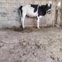 جنس زراعيه • توصيل حسب الاتفاق • سديره سفلئ