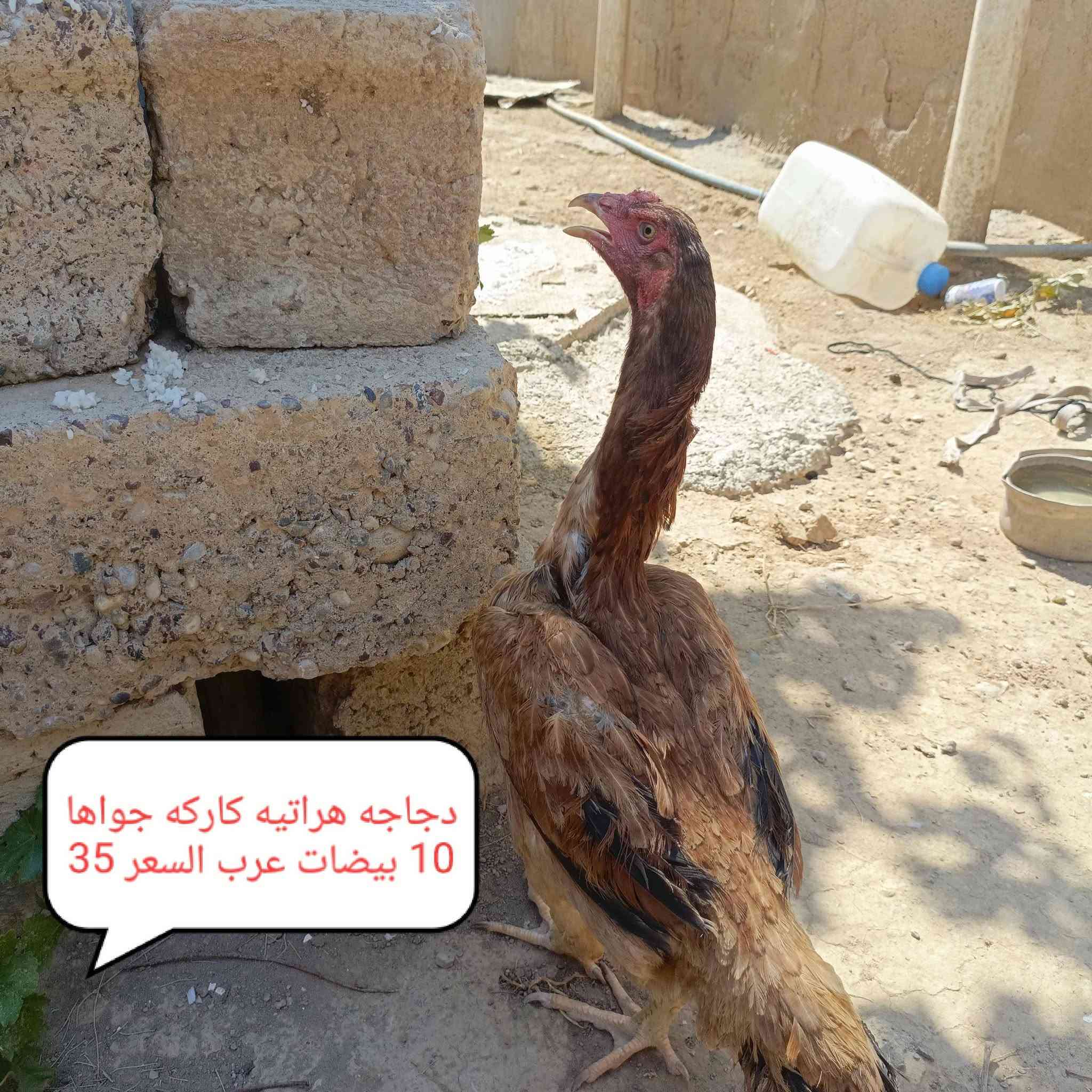 لسلام عليكم يوجد دجاج هراتي السعار داخل الصور المكان الشرقاط الساحل الايسر السلمان
الاتصال ***********
