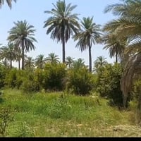 الصقلاوية • ٥ دونم • شارعين