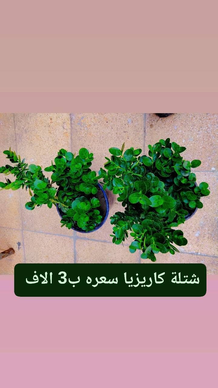 متوفر عدنه زرع كاتب على الصوره كلمن والسعر والنوعية الموجوده 
نزلت لكم سعر تفليش الي يريد يراسلني خاص. رقم الهاتف/*********** .الي عنده حديقه نشتغله شغل كامل + ضمان على زرع فقط يم ابو جروح

نص مكتوب في الصور:
- شتلة لالة عباس ب1 دينار فقط ورده بليل يطلع .
- شتلة ددونيا سعره 1 ونص
- شتله الساحل + ورده القلب سعره ب3 الاف ارتفاعه 90 سانتيم
- شتلة كاريزيا سعره ب 3 الاف
- شتله ورد القهوه سعره ب 3 الاف ارتفاعه 80 سانتيم
- ياس عراقي السعر ب 2 ارتفاع 40 سانتيم
- اكاسيا صفرة مصريه حايله السعر ب 3 الاف ارتفاعه متر و 20
- بمبر السعر ب 3 الاف ارتفاعه 45 سانتيم