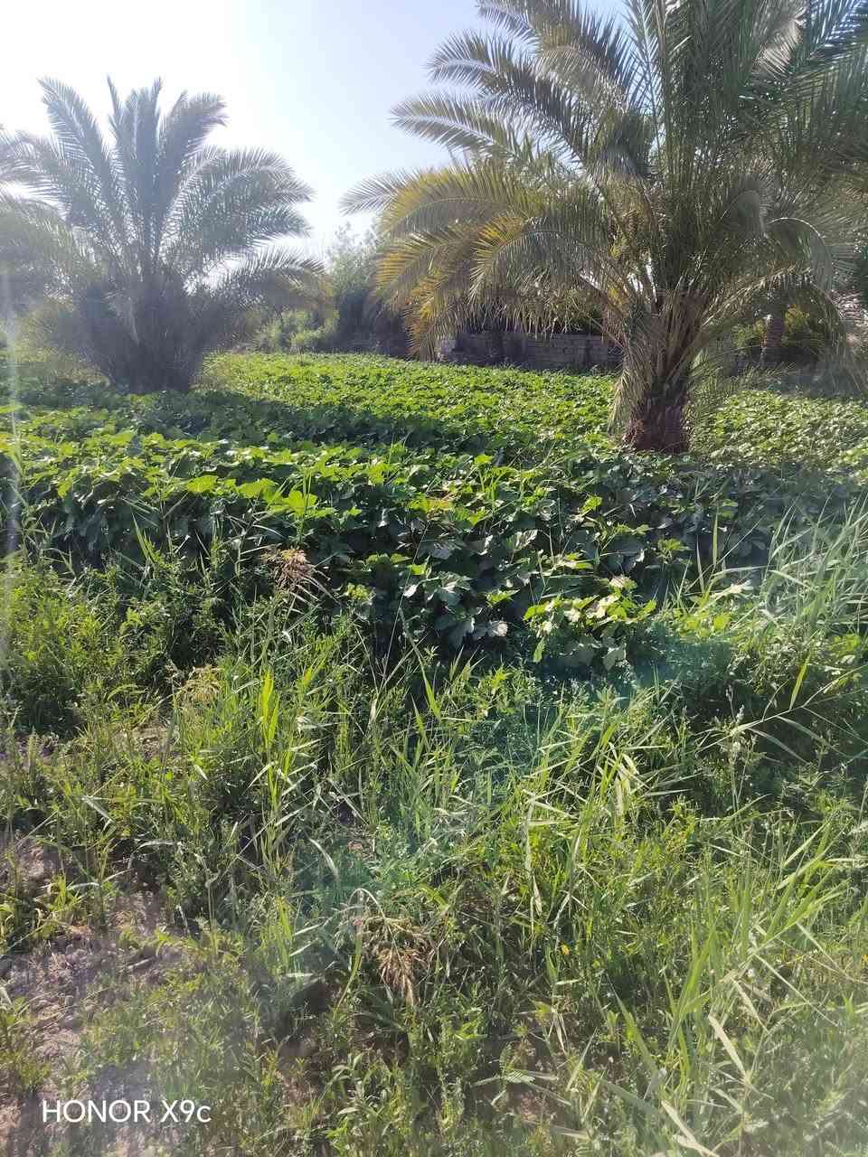ارض شاطي 2 دونم للبيع على طريق يا حسين في الكفل الشهابية توجد فيها جميع الخدمات من كهرباء واساله مزروعة تين وايضا قريبه عن الولايه السعر خاص على الرقم ***********
