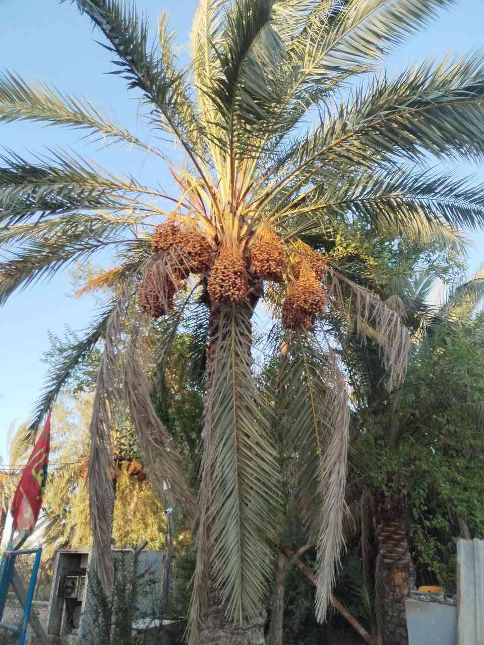 السلام عليكم للبيع بستان المساحه 5دونم طابو زراعي سند 25يحتوي عل بيت مساحه 300 م بناء حديث 
المنطقه الشيب الشرقي الموفقيه 
90نخله من مختلف أنواع التمور 
أشجار التين 35
العنب العدد 264
الحمضيات والبرتقال واليمون العدد 40
تكي عدد 5
تفاح عدد 100
بمبر عدد 10
نبك عدد 10
زيتون عدد 10
كوجه عدد 4
مشمس عدد 8
يحتوي البيت والبستان على 6كامرات حديثه صوره وصوت وأدوات زراعيه عدد 5
اتصل عل رقم ***********او***********
