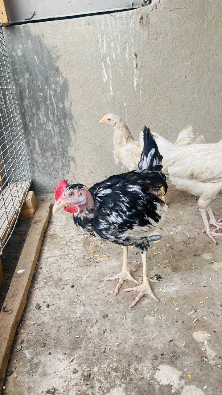 بغداد جميلة • ديك ودجاجتين • صحة خير