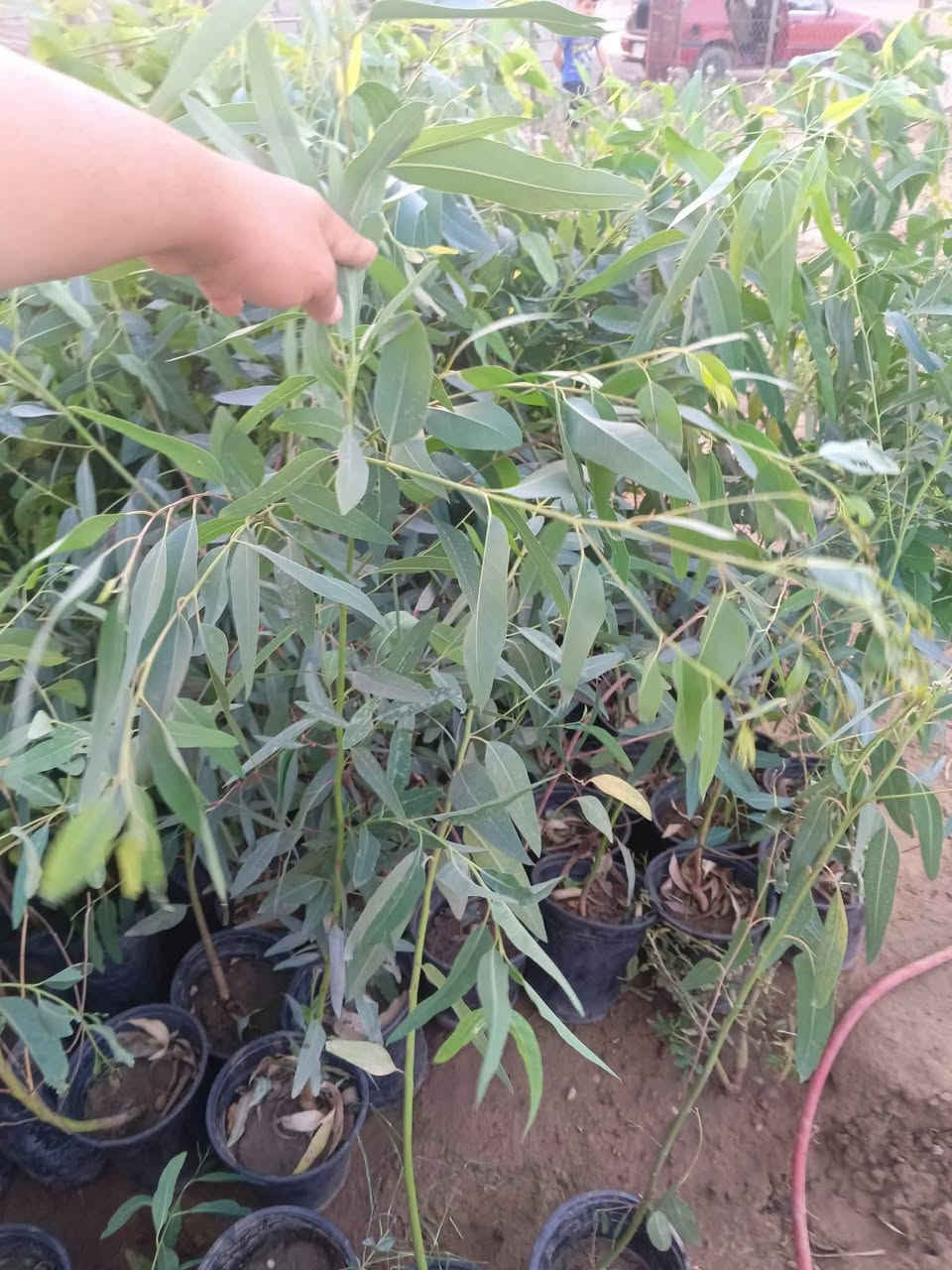 سلام عليكم
متوفر شتل في الشهامة
عنب حلواني
عنب رئاسي
عنب بلد
عنب فرنسي
تين اسود بني مسلم
تين ابيض 
رمان عراقي حامض حلو
رمان شهربان
رارنج عراقي
ليمون عراقي
برتقال عراقي
لالنكي عراقي
البيزيا
تكي اسود احمر
‏‪***********‬‏
***********
