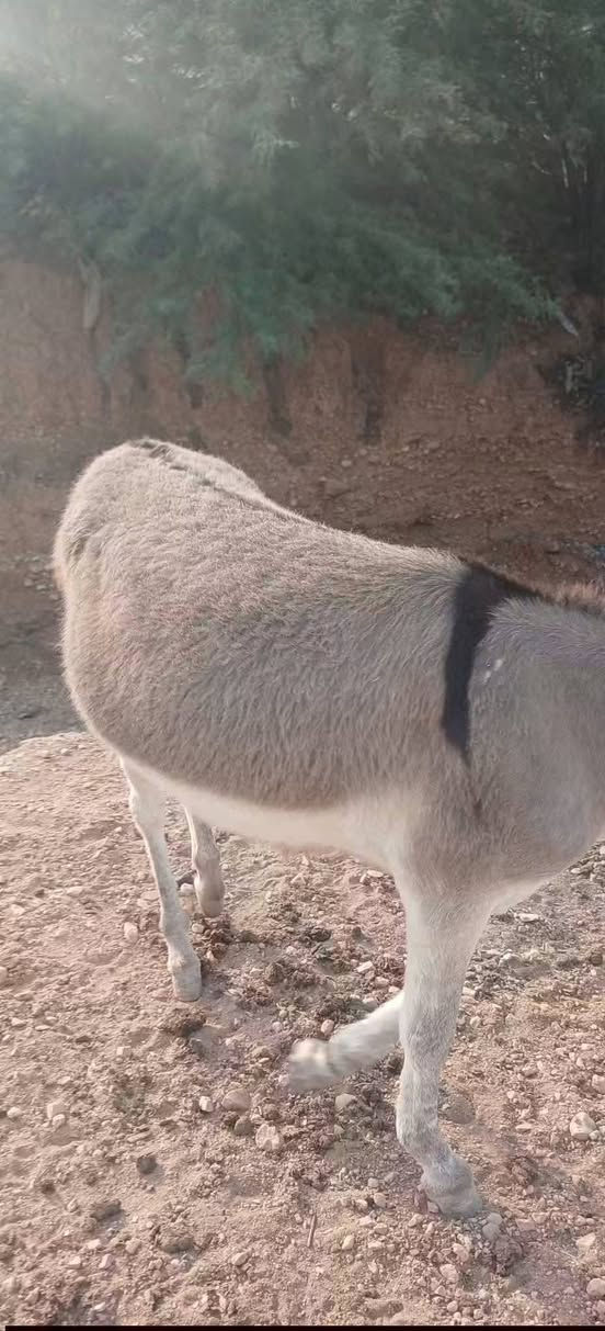 مطي • شارع المدرسي • سعر مناسب