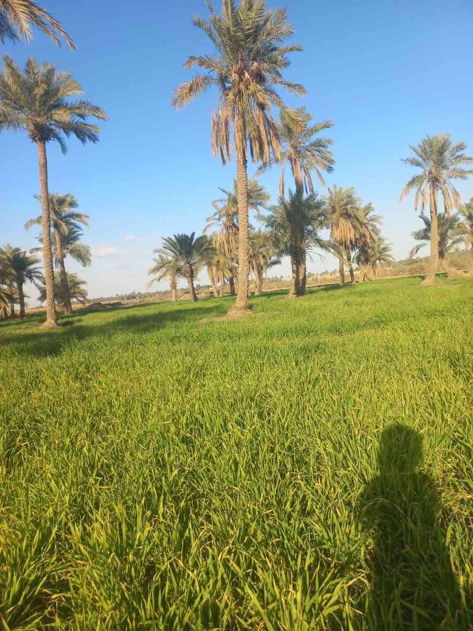 ٧ دوانم • زراعي • شاطئ الفرات