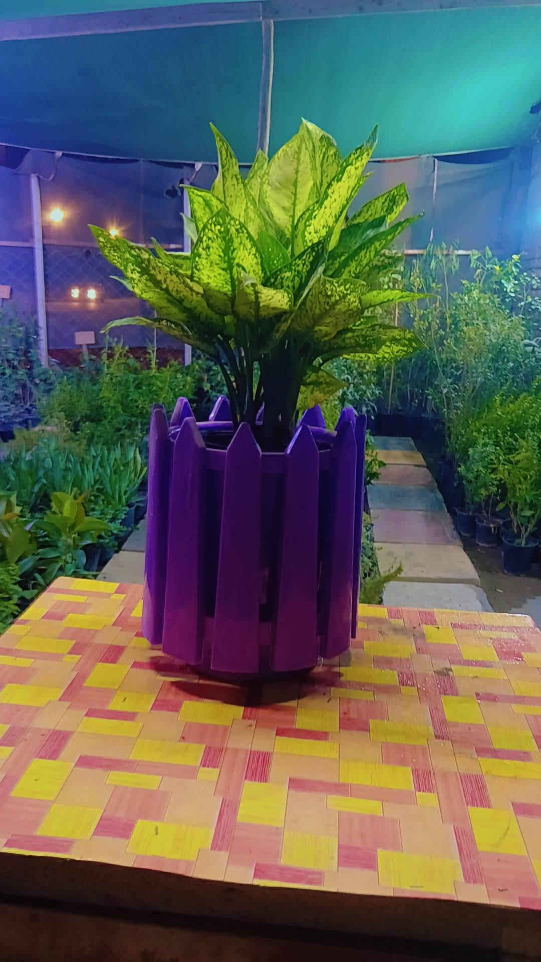 يسر مشتلنا مشتل كاردنيا زيارتكم لوصول وحجبه جديده من النباتات الدداخليه والخارجيه وبسعر مناسب توجد خدمه توصيل 
للحجز والطلب مراسله الصفحه

نص مكتوب في الصور:
- مشتل
- كاردينيا
- للزهور والنباتات
- جمال الطبيعة يبدأ من هنا
- تشكيلات متنوعة
- لنباتات والشتلات
- أجمل الزهور
- والنباتات
- جودة عالية
- وأفضل الأسعار
- لمسة جمال تضيف
- الحياة إلى كل مكان
- للاستفسار والطلب
- ***********
