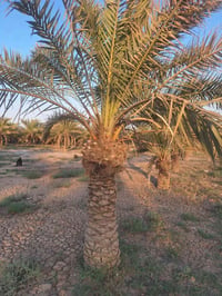 برحيه • ابو الخصيب
