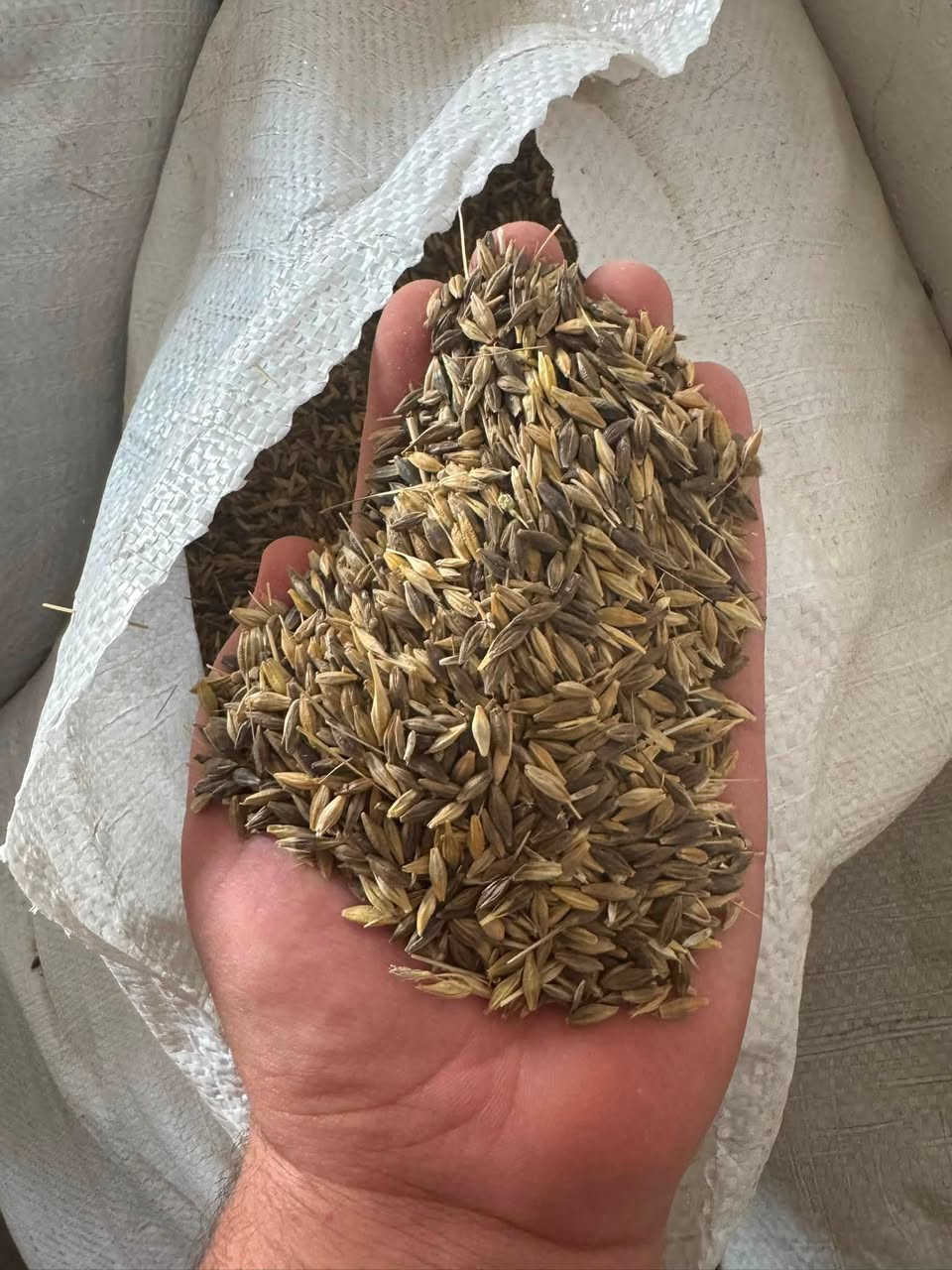 بسم الله الرحمن الرحيم. يتوفر شعير  أبرش على سواد  بذور درجة أولى ( ست سوف ) لدى مكتب الحاج نمير  
*********** 

***********
