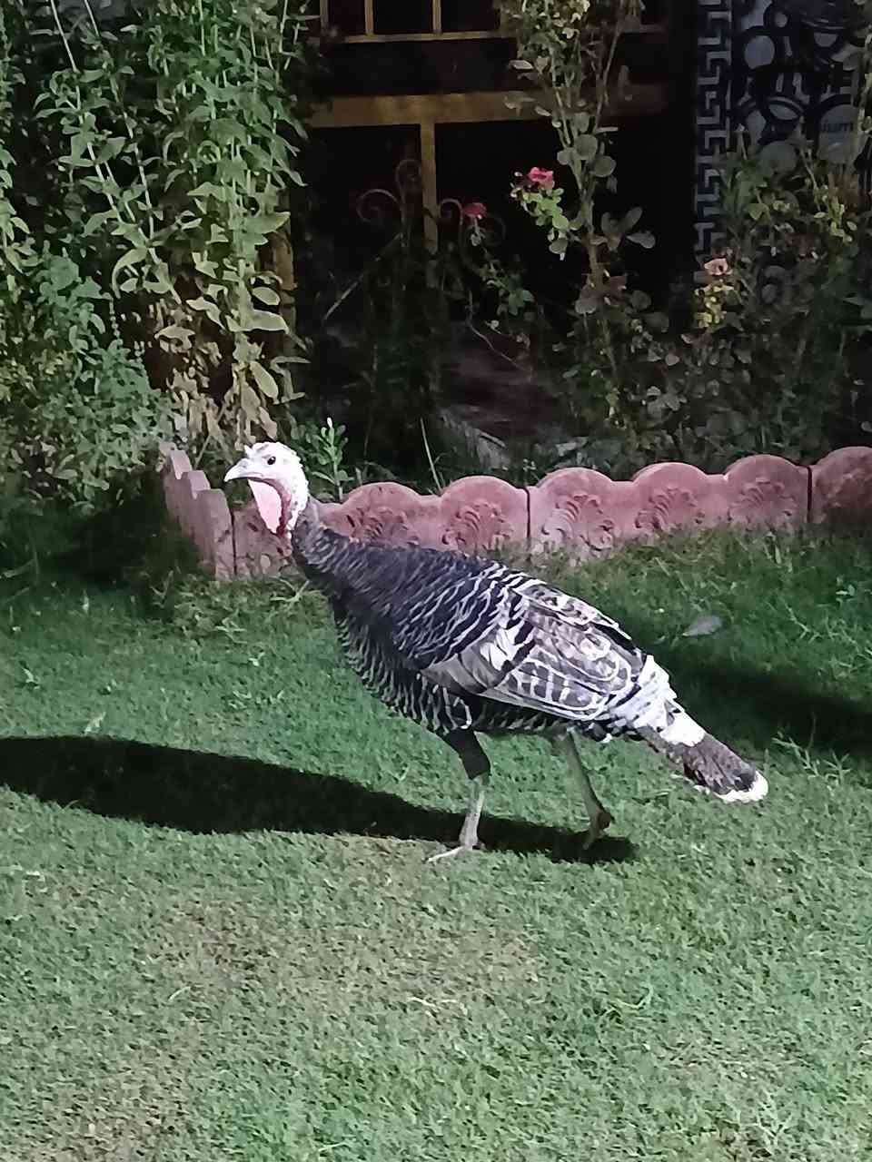 فسيفس • الضلوعيه • للبيع