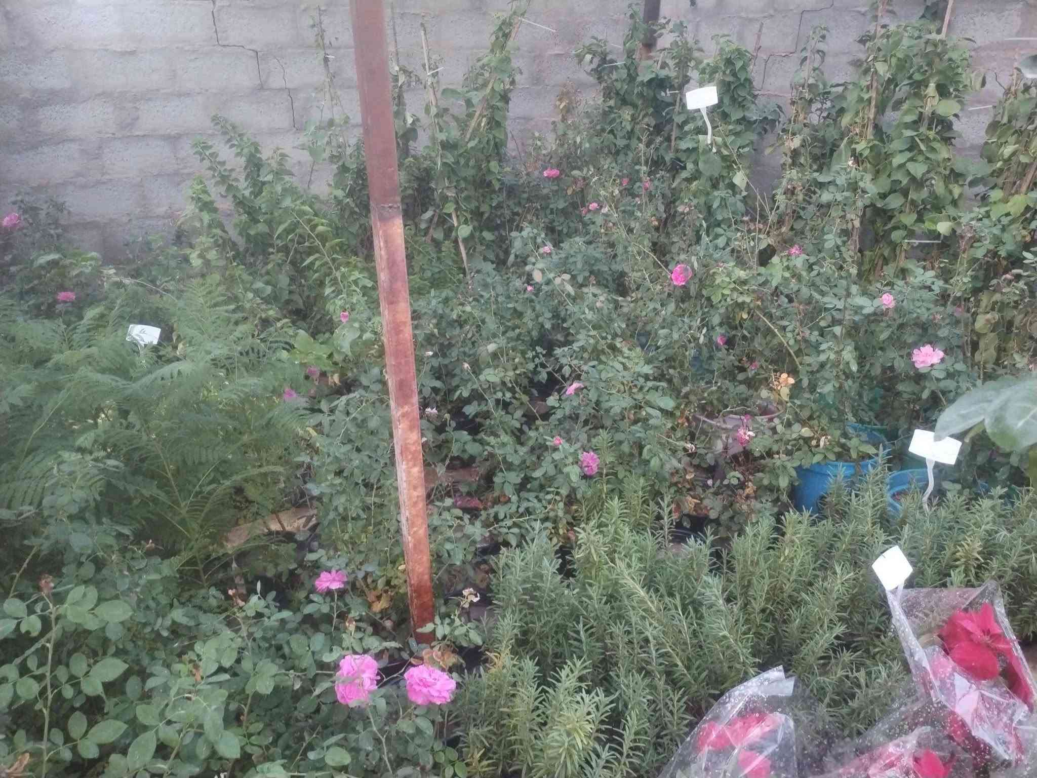 فسائل نخيل • مشتل الزهراء ميسان • برحي