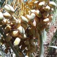 فسائل • صنف مجهول
