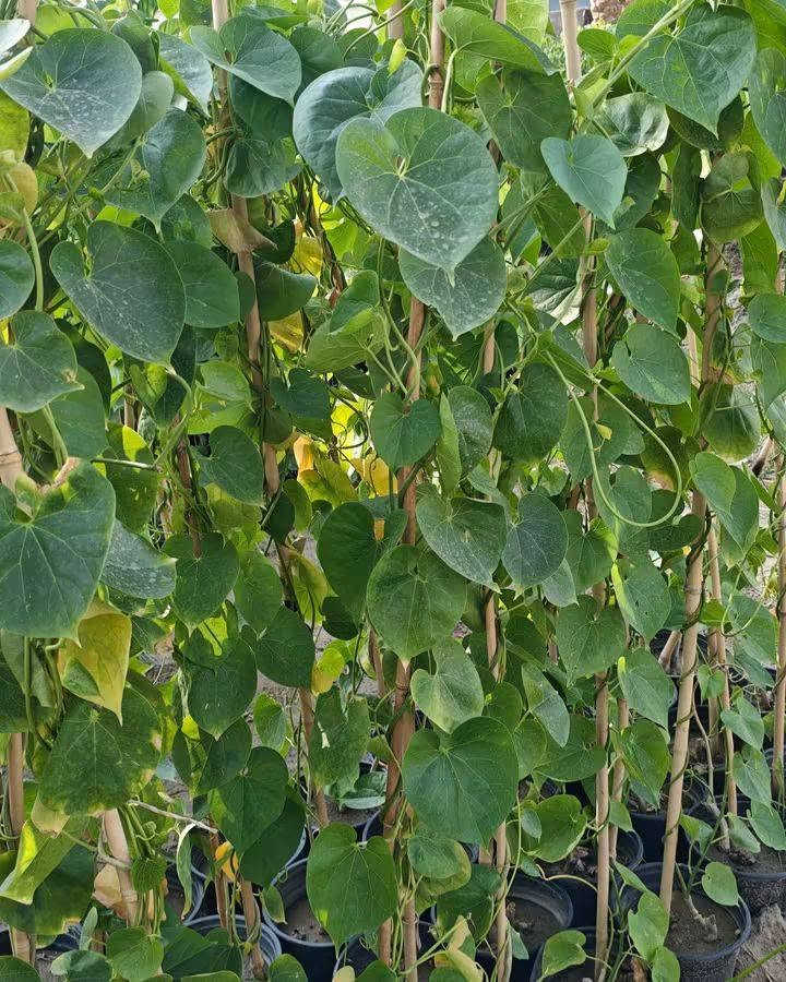 🌱 لكل محبٍّ للجمال والخُضرة، أهلاً بكم في عالمٍ تزداد فيه الحياة جمالاً بكل ورقةٍ خضراء 🌿✨
✨ متسلق القنقينة (اللبلاب) ✨
نبات متسلق جميل وسريع النمو، مناسب لتزيين الجدران والأسوار والحدائق ويضيف للمكان منظر أخضر طبيعي ومميز 💚
☀️ تحمل الحرارة: يتحمل أجواء الصيف وحرارة الشمس، ومع الري المنتظم يستمر بالنمو بشكل جيد.
🌱 التربة: يفضل التربة الخصبة وجيدة التصريف، مع المحافظة على رطوبتها خصوصاً خلال أيام الحر.
🍃 يتميز بأوراقه الخضراء ونموه المتسلق، ويمكن توجيه فروعه على الأسوار أو الدعامات حتى يغطي المكان بشكل جميل.
📏 الارتفاع: أكثر من متر
💰 السعر: 7,000 دينار فقط
🌿 للمهتمين بالزراعة وتجميل الحدائق، متوفر الآن وبسعر مناسب.
للحجز والاستفسار يرجى مراسله الصفحه او واتساب ***********
 العنوان بابل/ المحاويل 
يتوفر لدينا خدمه توصيل لجميع محافظات العراق 🚛
🌱 لكل محبٍّ للجمال والخُضرة، أهلاً بكم في عالمٍ تزداد فيه الحياة جمالاً بكل ورقةٍ خضراء 🌿✨

نص مكتوب في الصور:
- alyas