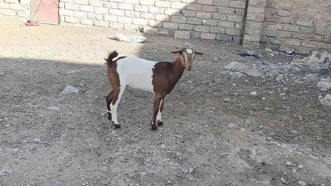 قطرية • عشرة • بيجي الحي العصري