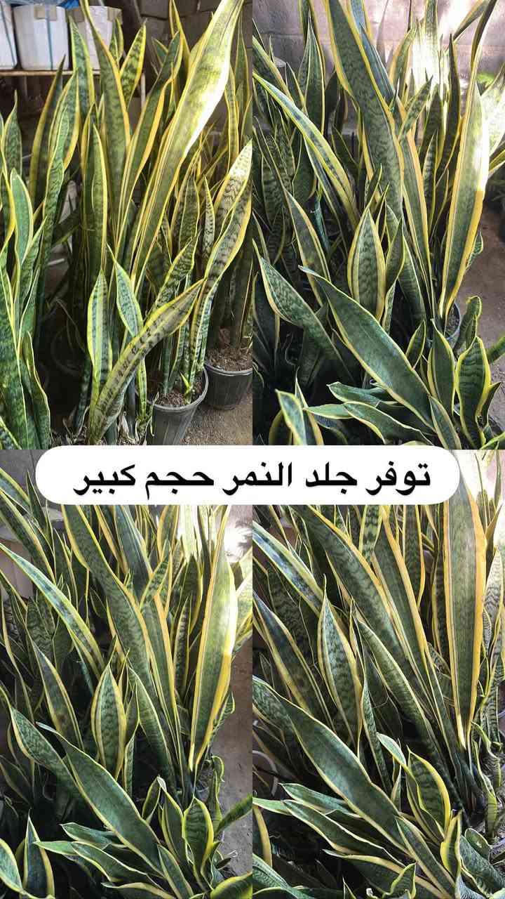 اللهم صلي وسلم على سيدنا محمد وعلى اله وصحبة وسلم تسليما.
توفر في مشتل ابو علي الفراجي أنواع الورود المختلفه وضليات 🤍

العنوان : بغداد /سلمان باك / قرب جامع سعد /شارع الحدادين 🤍

سوينا لكم بيج على برنامج الإنستقرام لكي نجاوب على اسئلتكم المتنوعه 

اسم البيج : بيج مشتل ابو علي الفراجي 

يوزر البيج: l0.33.m

رابط البيج:https://www.instagram.com/l0.33.m?igsh=bGZmMGw4bTN2ODZw

مشتل ابو علي الفراجي يرحب بالجميع 🤍

نص مكتوب في الصور:
- مشاتل ابو علي الفراجي لبيع الزهور والورود والنباتات وكافة أشجار الحمضيات والنفضيات والنخيل وكافة الشتلات خضرة طبيعية ... لحياة أجمل *********** / *********** I.O.33.m أجمل الزهور وأروع النباتات بأسعار مناسبة مشتل أبو علي الفراجي خير الطبيعة ... بين إيديك زهور وورد نباتات زينة أشجار حمضيات أشجار نفضية نخيل شتلات وستاندين نزرع اليوم .. جمال الغد بغداد - سلمان باك - شارع الحدادين
- توفر لبلاپ متدلي كثيف
- توفر نبات الفيتونيا الداخلي
- توفر لبلاب عامودي كثيف
- توفر جلد النمر حجم كبير
- توفر شجره اريكاريا داخليه
- توفر نبات دي فنباخيه داخلي
- توفر نبات الكراتون داخلي
- توفر نبات كلومنيا الداخلي