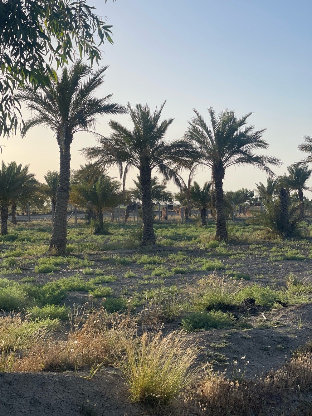 السلام عليكم للبيع 12 دونم طابو زراعي سند 25 مفوض بالطابو يعني ثاني يوم فتح بيان الاراض شوفة عينكم جداً ممتازه وموقعها كلش حلو متوفر بيها كل الخدمات ترهم سكن مزارع استثمار العنوان التاجي منطقة الشيخ عامر مقابيل سبع البور على ذراع دجله اي استفسار الاتصال بالرقم ***********