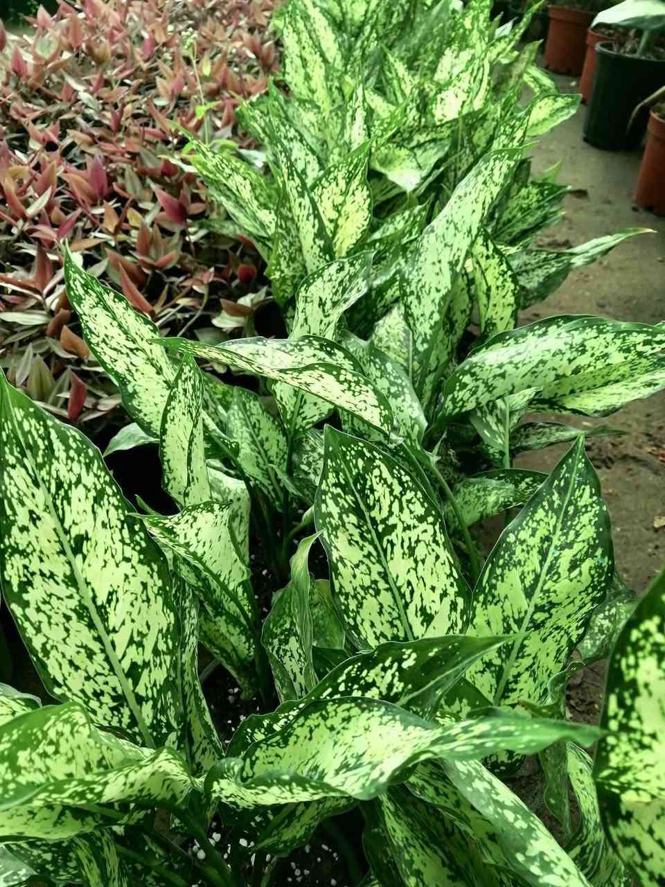دائما مستمرين وياكم🌺🌺
((وعروض يوميآ))
فقط ٢٠٠٠ سعر القطعه
يعني بلاششششششش  تتوفر كميه محدودة لدينا 
 
تشكيله حلوه من نباتات الداخلية 🌺 
عرووووضنا  وبأسعار بلاششششششش🙂✌️
فقط وبس يمنا)) 😉🌺✌️

لاستفسار زورو صفحتنا أو الاتصال على الرقم
***********
ويوجد توصيل طلبات حسب طلب الزبون 🚚🚵 
اهلاوسهلا بالجميع ❤️
