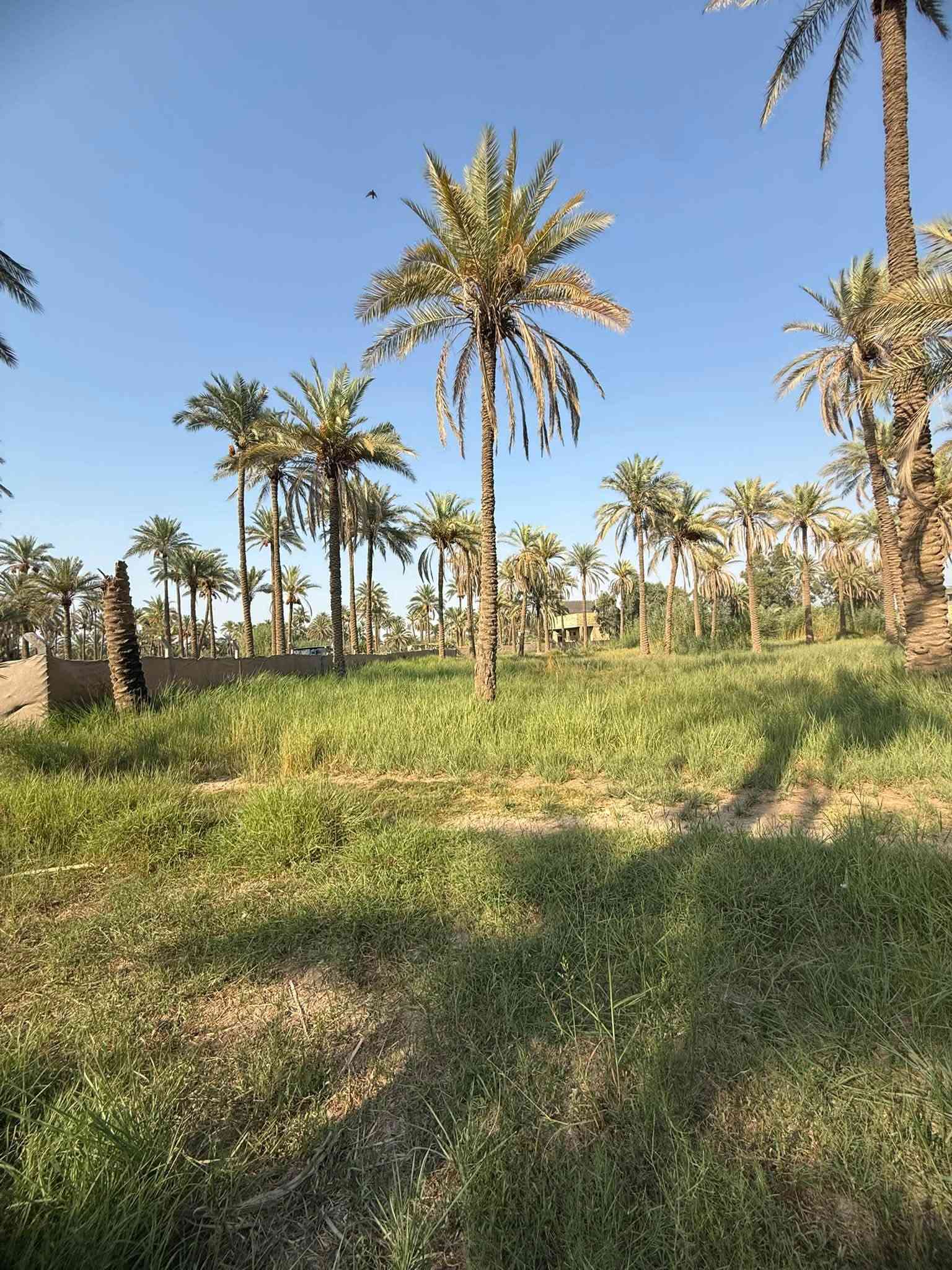 قطعه ارض للبيع العنوان كربلاء طويريج خلف البانزين خانه مال ابو جوعانه سند ٢٥  المساحه ١٣٤٠متر (واجهيه٢٠م*نزال٦٧م) للأستفسار الاتصال على الرقم التالي *********** رجاً الموشراي لايتعبني
