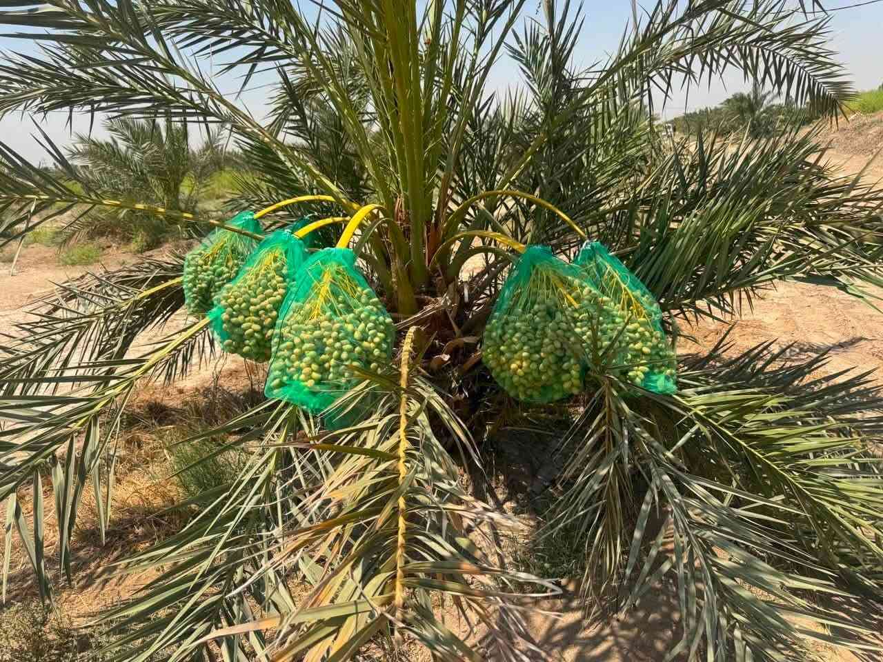 🌴 البريم:

 • 45,000 للمفرد (أقل من 50 فسيلة)

 • 40,000 للجملة (50 فأكثر)

 • 35,000 للجملة الكبيرة (100 فأكثر)

👨‍🌾 المهندس الزراعي المشرف :

م. طيف ثامر

📍 موقعنا: محافظة الديوانية – قرب خط السريع بغداد – بصرة

🌴 المزرعة تحتوي على أكثر من 20,000 نخلة من مختلف الأصناف المنتقاة بعناية

📞 للاستفسار والحجز:

📱 ***********

📱 ***********
