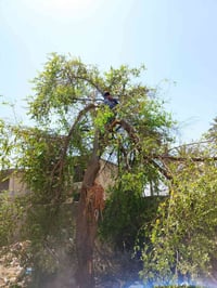 قطع شجار • نخيل • بغداد