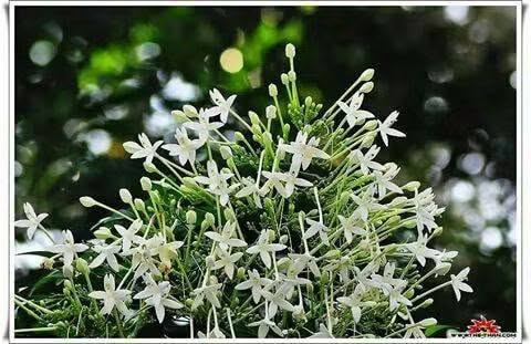 🌿 السلام عليكم ورحمة الله وبركاته 🌿
أهلًا وسهلًا بأحلى متابعين 🌸💚

🌱   توفرت شجرة ملنجتونيا العطرية
✨ إذا تحبون الأشجار اللي تجمع بين الجمال والرائحة العطرة… فهذي الشجرة تستحق اهتمامكم! 😍🌿
وبسعر ١٢ الف
🌿العنوان / بابل المحاويل 
🌿للحجز والاستفسار يرجى مراسله الصفحه او واتساب ***********
🌿 يتوفر لدينا خدمه توصيل لجميع محافظات العراق 🚛 

الاسم النباتي: ميلينجتونيا هورتنسيس
الاسماء الشائعه ..شجرة الياسمين أو شجرة الفلين الهندية، وهي شجرة عطرية فواحة جدا من اجمل الاشجار 🌳🌳التي تزينت بها 🌾دبي وكل الامارات العربية المتحدة حديثا و العديد من دول الخليج و غيرها لقوة تحملها للظروف القاسيه وهي شجرة بيئية جميلة سبقنا اليها الكثير فهي ناجحة في كل الدول المحيطة بِنَا دخلت إلينا عن طريق البذور ونتمنى ان تحرص المشاتل على استنباتها لجمالها ورائحتها العبقة الجميلة ولمنافعها الطبية الهائلة وفائدتها الاقتصادية فهي تدخل بصناعة العطور ولقدرتها على تحمل المناخ القاسي...
موطنها:  آسيا وجنوب شرق آسيا.
رعايتها: هي شجرة سهلة العناية.  يجب أن تكون التربة جيدة التصريف وخصبة أيضًا.  فيما يتعلق بالتغذية ، كما أنها تتحمل الملوحة🥴🥴 ويمكن تقليمها بسهولة. من الأفضل دائمًا إبقاء التربة رطبة قليلاً💦💦.

نص مكتوب في الصور:
- PHOTO: TUEANG
- ชื่อ : Millingtonia hortensis L. f. mydokhome.com