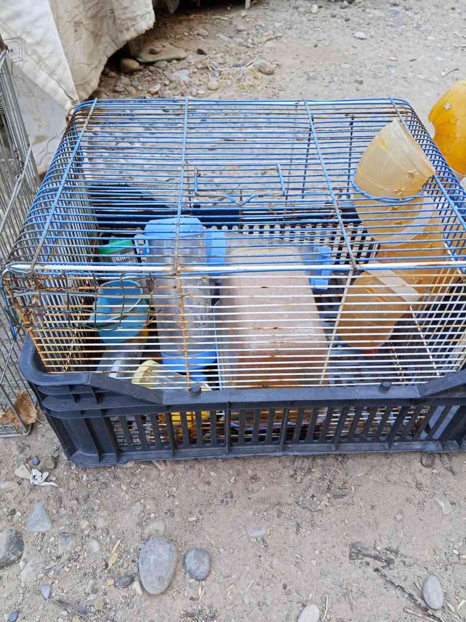 بۆ فرۆشتن چوار دانەیە گشتی وە 12 هەزار وە غەرازەکانی ناویشیەوە کەلار ***********
