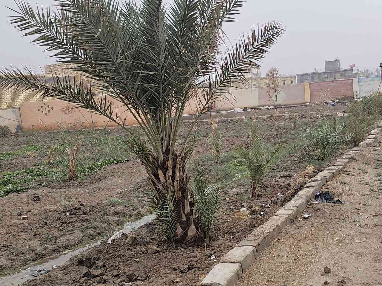 السلام عليكم ورحمة الله وبركاته
معروض لدينا مزرعه. 

مزرعه للبيع الناصريه حي الزهور الخميسات قرب شركة النفط 

  بيها اكثر من ٤٥ نخله. بانواع متعدده. شويثي ومكتوم  وبريم وخضراوي والبقيه ما اعرفهم. 

كما يوجود بيت موثث جاهز للسكن من الماء والكهرباء. ومولد  والمجاري المزرعه مسيجات بناء بلوك  موقع المزرعه ركن. عرض الشارع ١٥ متر. يوجد مدرستين قرب المزرعه 

كما يوجود حوض ماء ٦٥الف لتر. 

هواي تفاصيل ما ذاكرها. تكدر تستفاد منها سياحه

للاستفسار الاتصال ع الرقم. ***********

 او مراجعة  مكتب المدار الذهبي للعقار

ما اذكر السعر بسبب أصحاب  النفس القذره  الشغلته يكسر بحلال العالم
