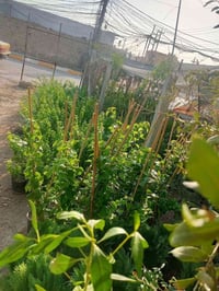 مشتل الجمعيه • نباتات خارجية • توصيل داخل الدجيل