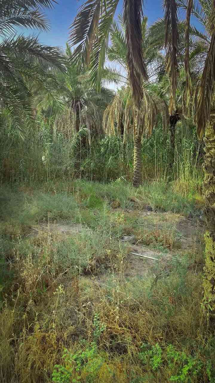 🌴✨ فرصة استثمارية نادرة في أبو الخصيب – حمدان البز ✨🌴

🏡 بستان مميز جداً للبيع
📍 الموقع: حمدان البز – أبو الخصيب، مقابل جامع فاطمة

📐 المساحة: دونم كامل
📏 الواجهة: 40 متر
📜💎 طابو ملك صرف 💎📜

🌴 يحتوي البستان على أكثر من 70 نخلة، منها 5 نخلات برحي، بالإضافة إلى مشتملات عدد 2.

🌿 موقع هادئ ومرتب جداً
🛣️ شارع هادئ
🚫🏘️ لا يوجد جيران مقابلين

🏖️ البستان مناسب جداً ليكون شاليه خاص راقٍ بعد الترتيب والتأهيل، كما يُعتبر فرصة استثمارية مميزة لمن يبحث عن عقار بمواصفات نادرة.

💎 دونم كامل + واجهة 40 متر + أكثر من 70 نخلة + مشتملات عدد 2 + موقع هادئ + خصوصية + طابو ملك صرف.

🔥 بستان بهذه المواصفات وبطابو ملك صرف يُعد فرصة مميزة ونادرة.

📞 للاستفسار والمعاينة:
***********
