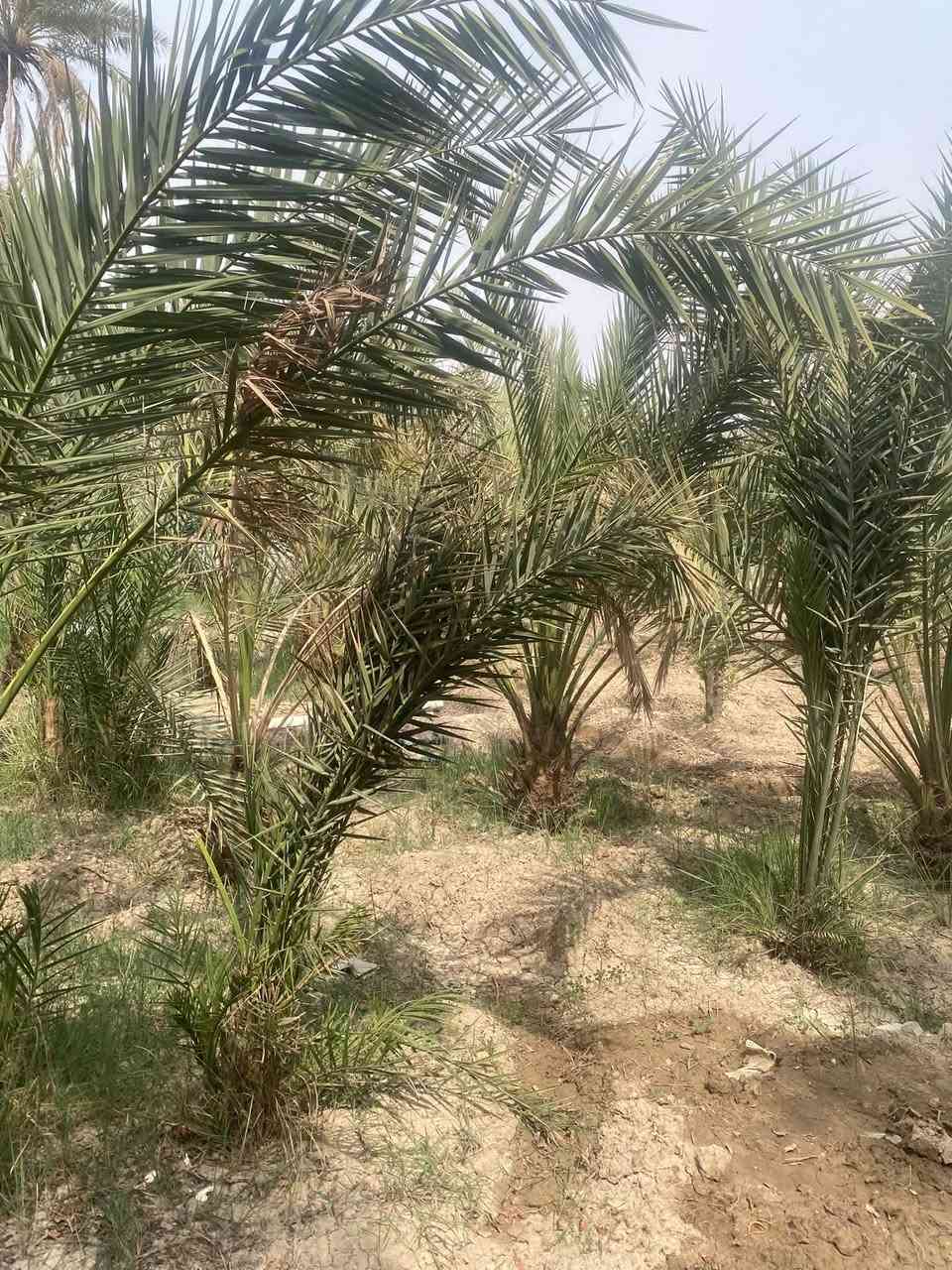 ١ دونم • شط العرب • ٨٠ نخلة