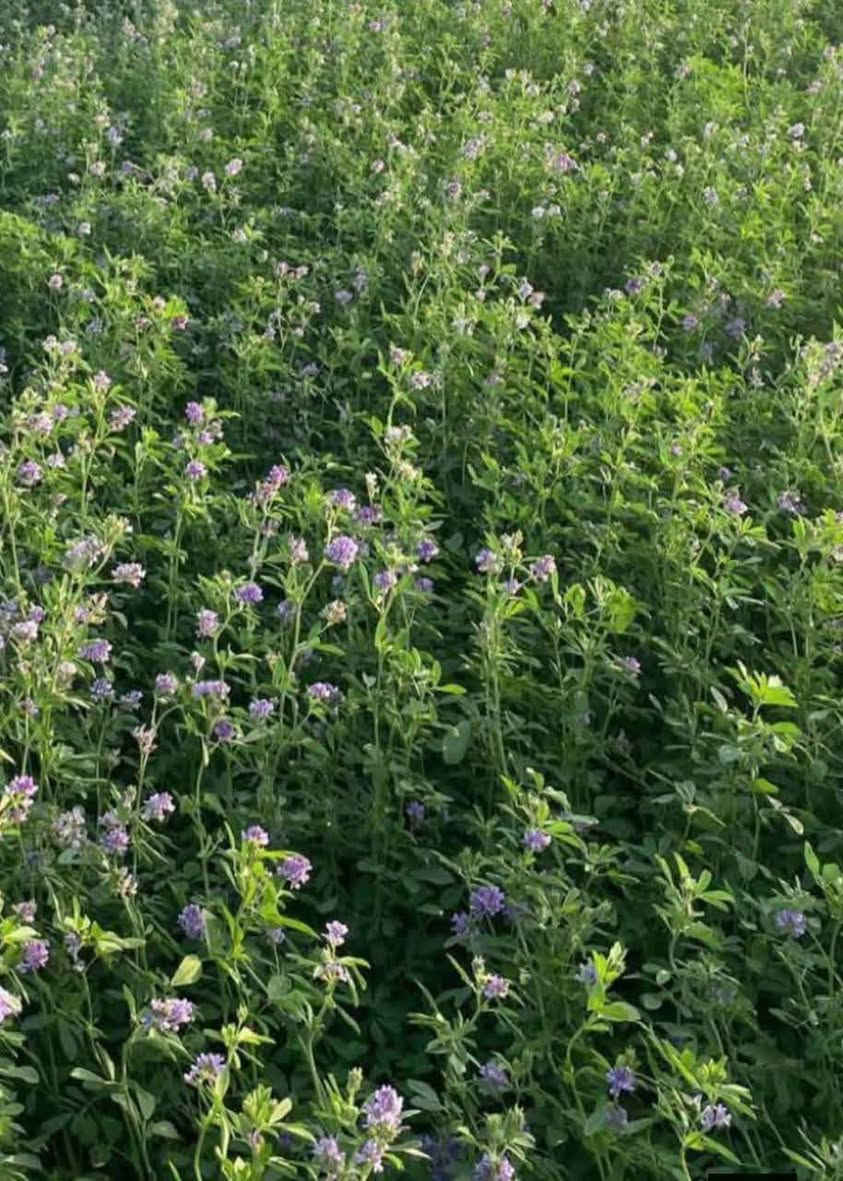 متوفر لدينا بذور الجت الإيطالي الأصلي 🇮🇹 (SEMENTI SELEZIONATE)، المشهورة بقوة نموها وإنتاجها العالي:
​يمتاز بارتفاع ممتاز يصل إلى 1 متر.
مناسب جداً لتوفير أعلاف خضراء عالية القيمة الغذائية.
جودة ممتازة ونسبة إنبات مضمونة.
​🚚 خدمة التوصيل متوفرة وسريعة!
​📩 للمعرفة السعر والطلبات:
يمكنكم التواصل معنا عبر رسائل الصفحة، أو الاتصال بنا مباشرة على الرقم:
📱 ***********
