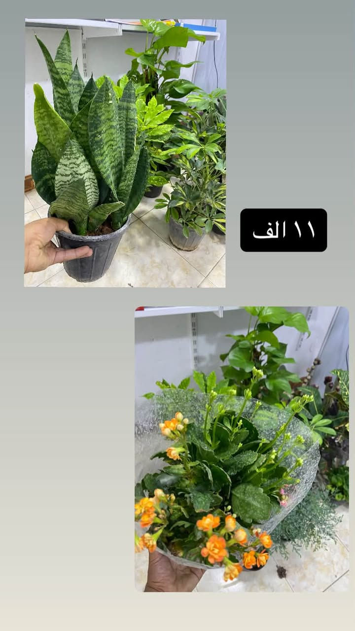 بلاب • شفليرا • دمعة طفل